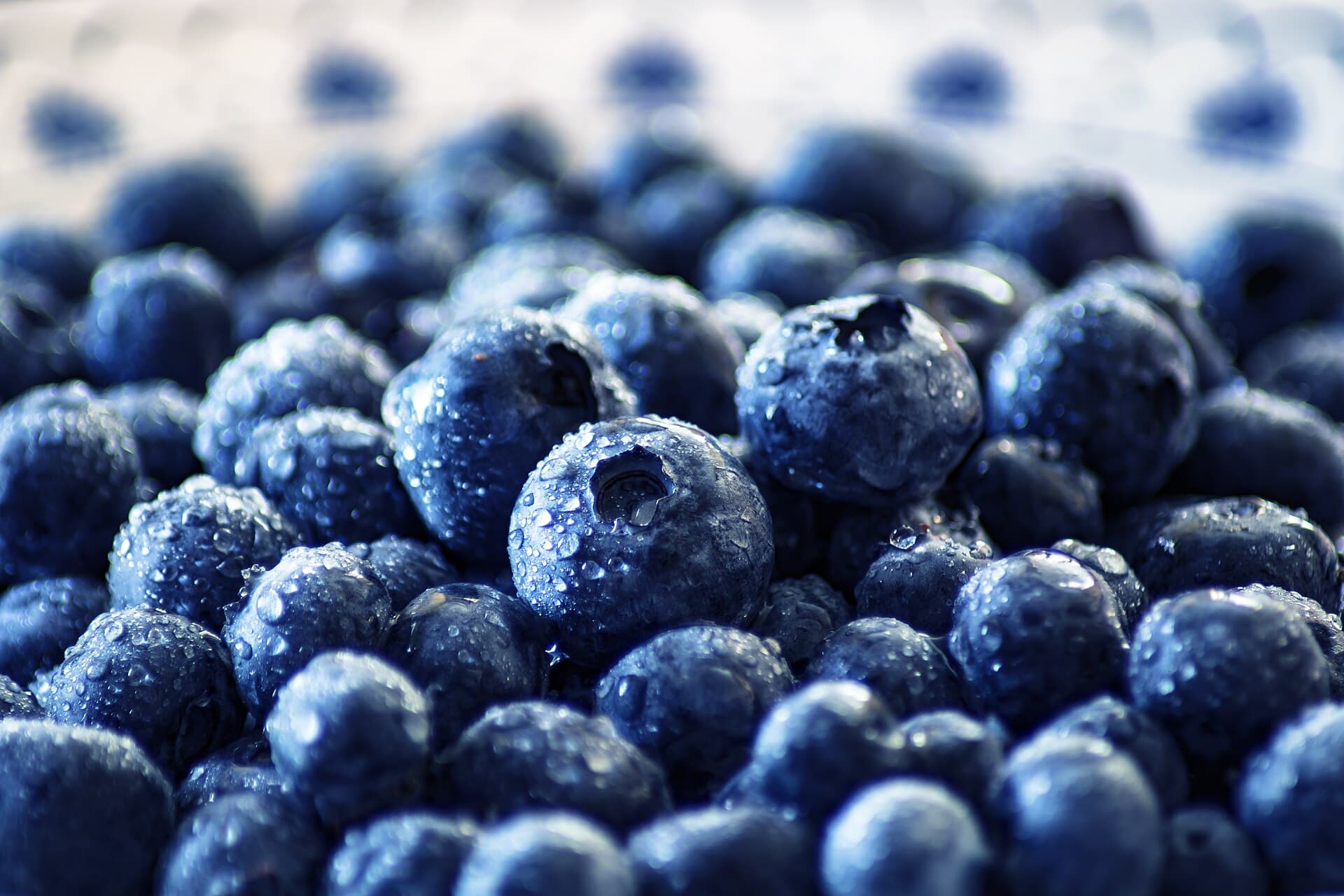 Close-up of many wet blueberries