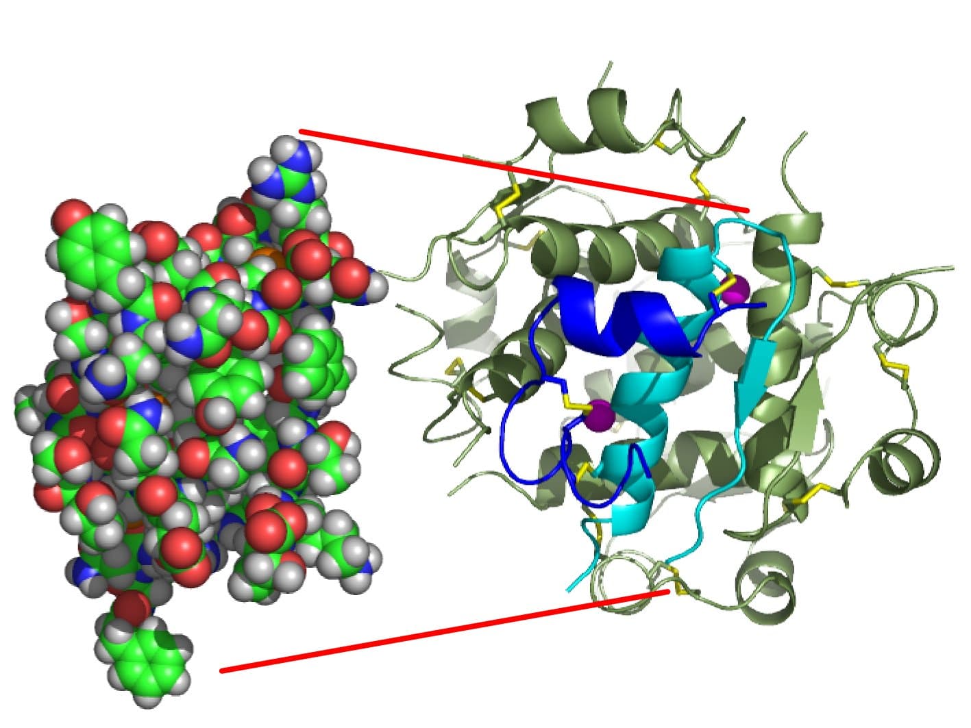 Molecular ribbon structure of an insulin monomer derived from NMR data