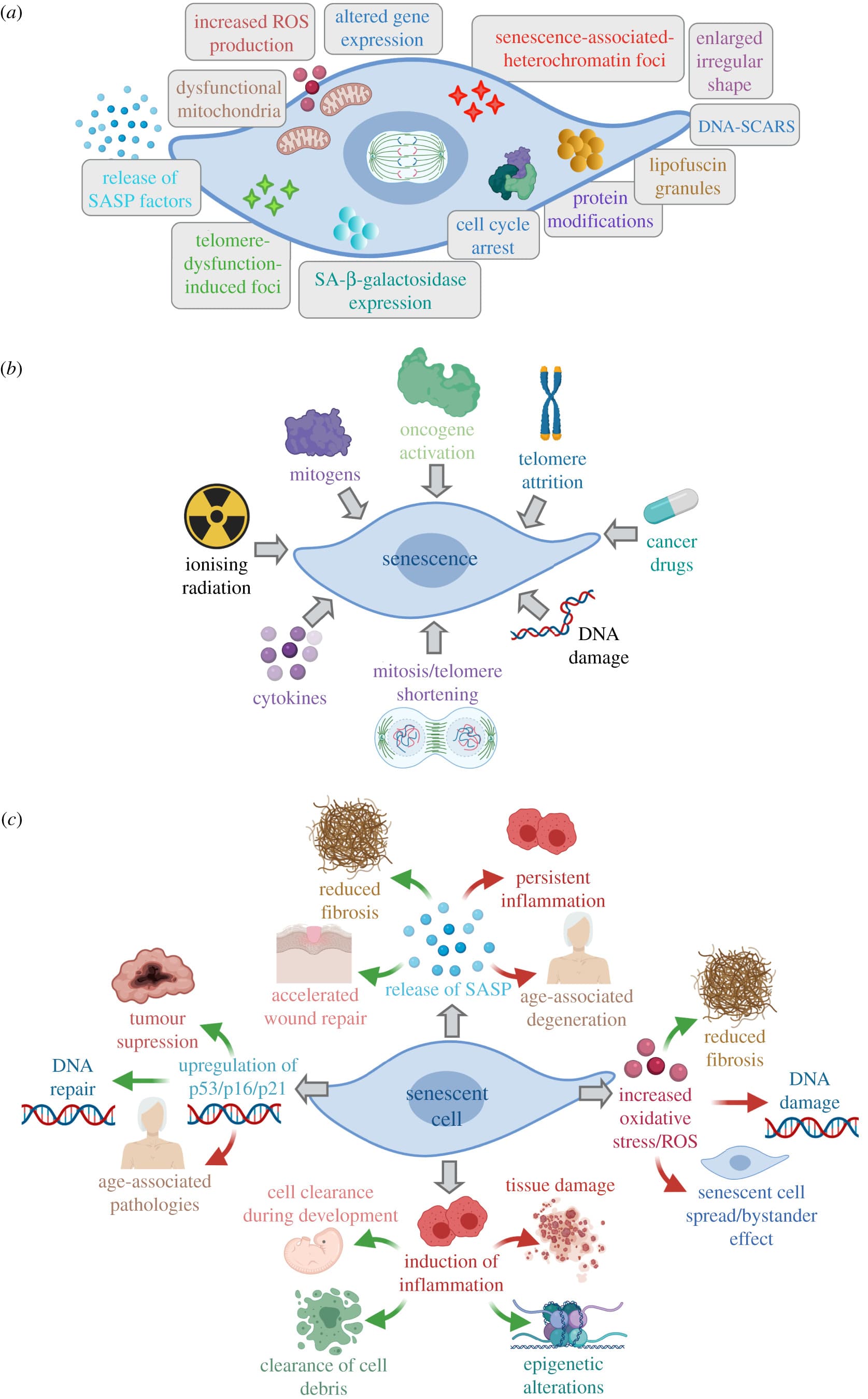Diagram showing the hallmarks, causes and effects of cellular senescence, including an enlarged flattened senescent cell