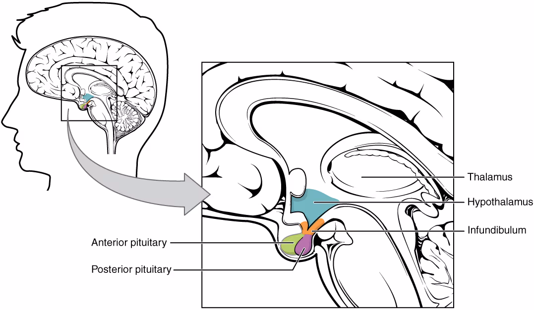 Anatomische Darstellung von Hypothalamus und Hypophyse im menschlichen Gehirn