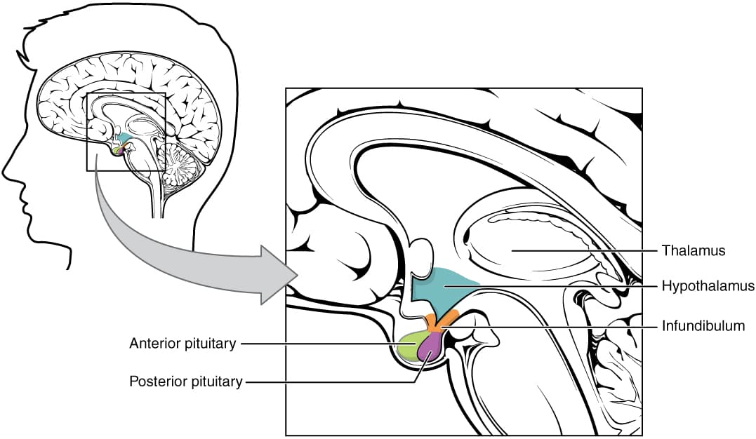Anatomical diagram of the hypothalamus-pituitary complex in the human brain